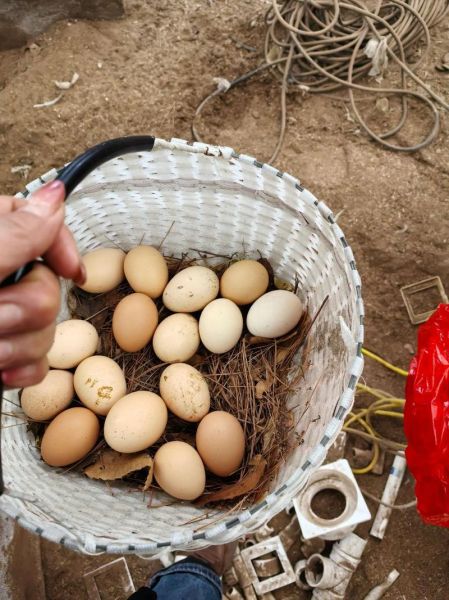 梦到捡鸡蛋是什么意思_梦见捡鸡蛋预示什么