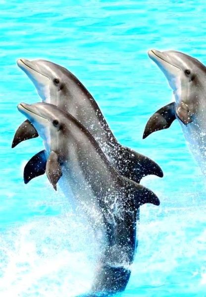 梦到海豚是什么意思_海豚梦境解析