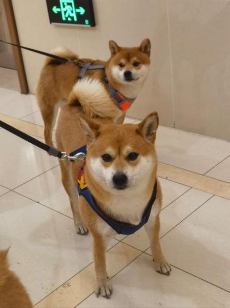 柴狗图片大全_柴犬和柴狗的区别是什么