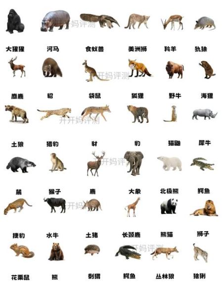 各种动物图片大全_高清动物图鉴怎么找