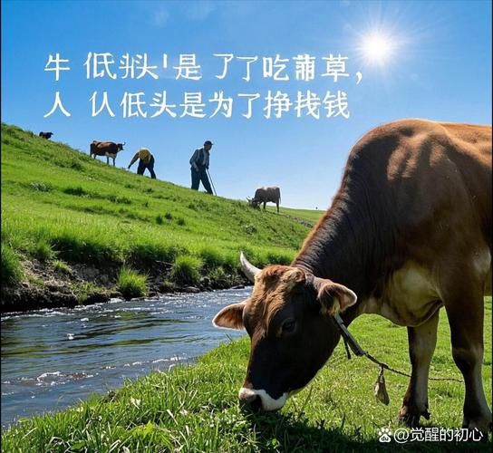 梦到牛群是什么意思_牛群梦境解析