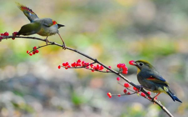 相思图片大全_如何挑选高清壁纸