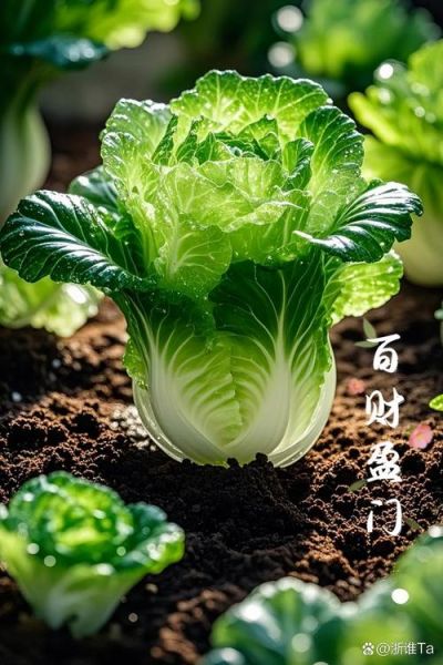 孕妇梦到白菜是什么意思_孕妇梦见白菜生男生女