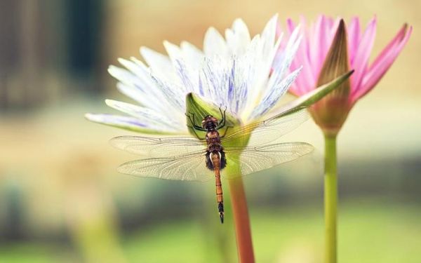 梦到蜻蜓是什么意思_梦见蜻蜓的预兆