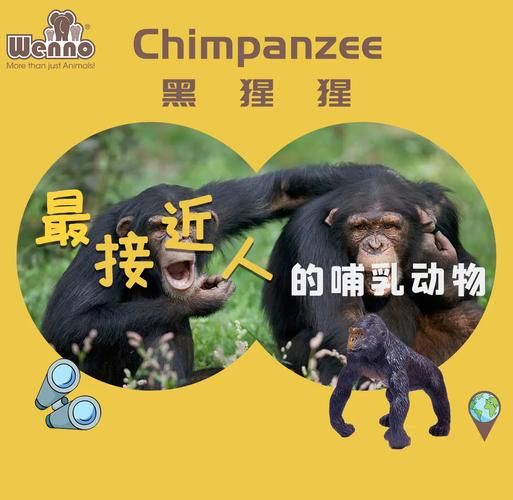 梦到黑猩猩是什么意思_黑猩猩梦境解析