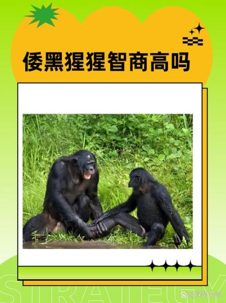 梦到黑猩猩是什么意思_黑猩猩梦境解析
