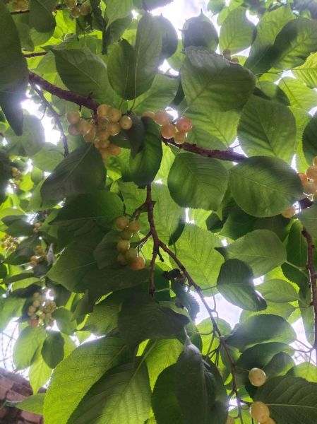 梦到杏熟了是什么意思_梦见杏子成熟预示什么