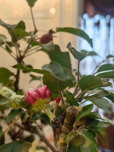 梦到果树开花是什么意思_果树开花梦境解析