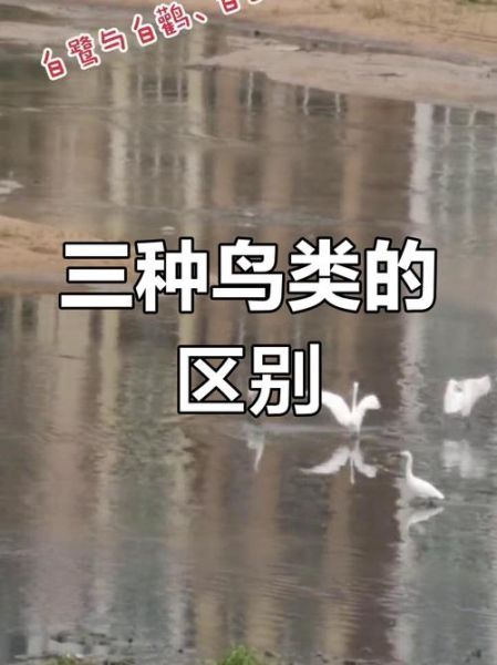 白鹤图片大全_如何分辨白鹤与丹顶鹤