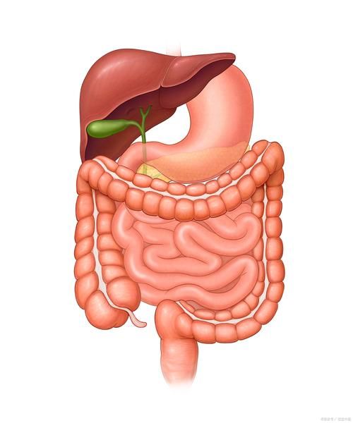 肠子图片大全_正常与病变对比图解