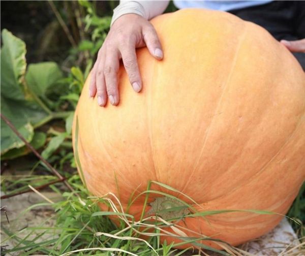 孕妇梦到南瓜是什么意思_孕妇梦见南瓜生男生女