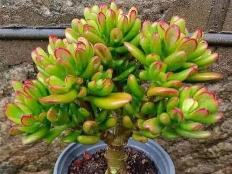 梦到多肉是什么意思_多肉植物风水寓意