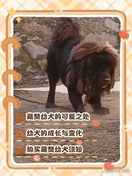 藏獒图片大全_如何挑选纯种藏獒幼犬