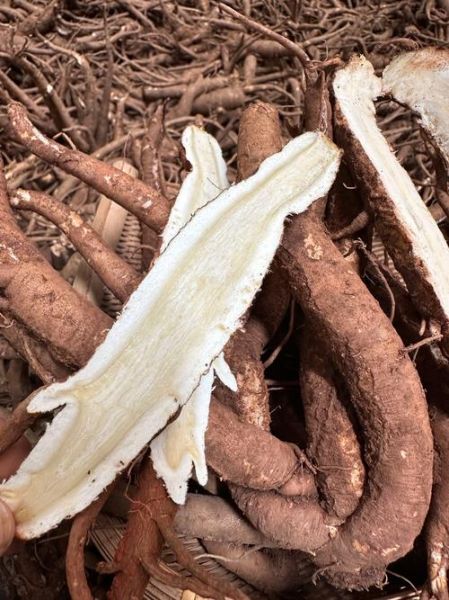 当归长什么样_当归图片大全怎么分辨真假