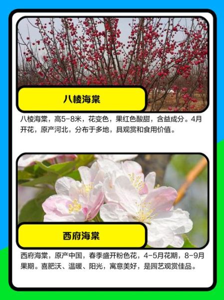 海棠花图片大全_如何识别不同品种