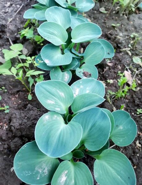 花叶图片大全_如何识别常见品种