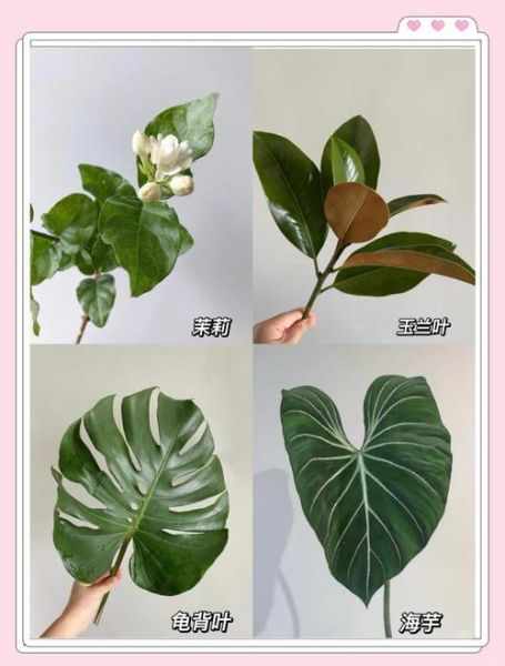 花叶图片大全_如何识别常见品种