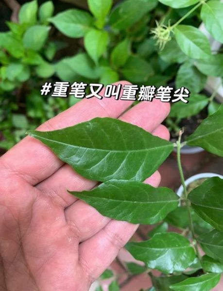 花叶图片大全_如何识别常见品种