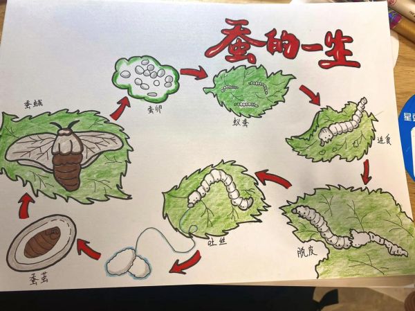 蚕宝宝生长过程_几天结茧