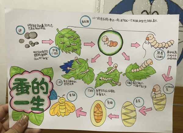 蚕宝宝生长过程_几天结茧