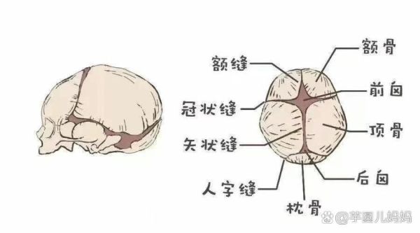 正常宝宝冠状缝图片_冠状缝闭合时间