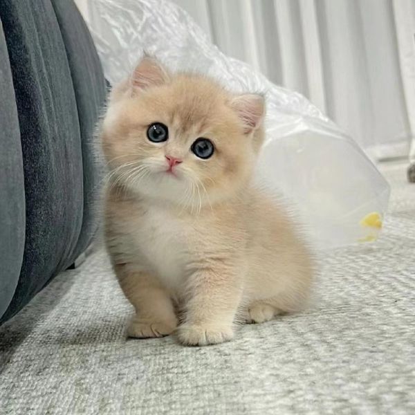 可爱猫咪图片大全_哪里找高清萌猫图