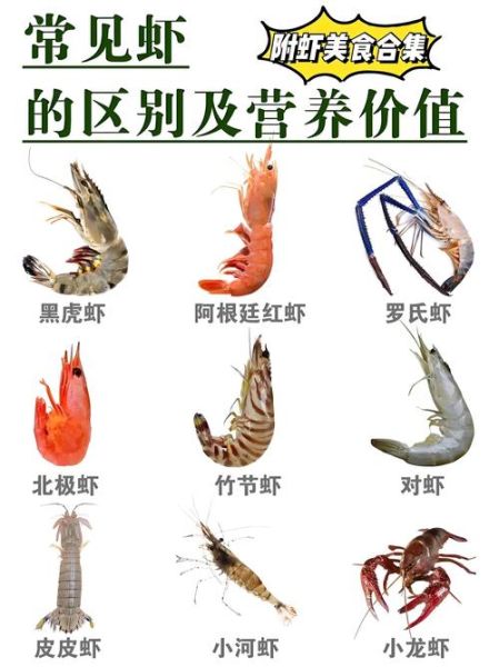 虾图片大全_高清虾类图片怎么找