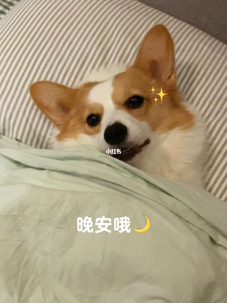 动物晚安图片大全可爱_怎么找高清无水印