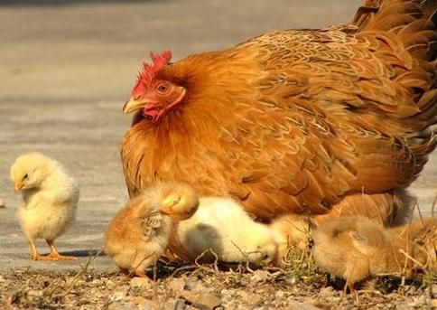 孕妇梦到小鸡是什么意思_孕妇梦见小鸡是生男生女