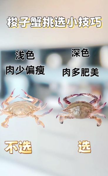 螃蟹图片大全高清_如何挑选肥美螃蟹