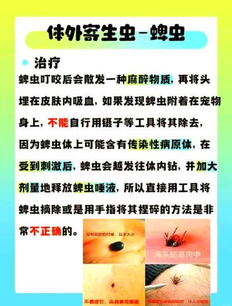 梦到蜱虫是什么意思_如何化解