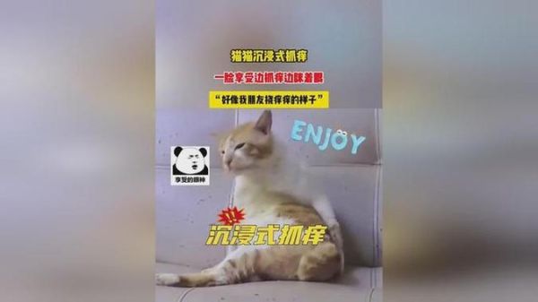 梦到抓猫是什么意思_梦到抓猫预示着什么