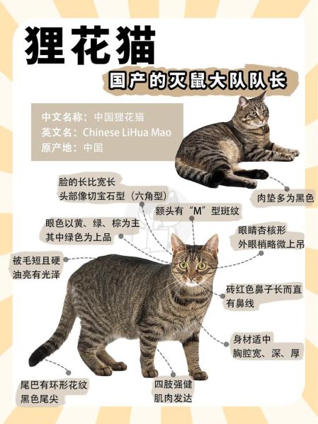 花猫图片大全_花猫有哪些品种