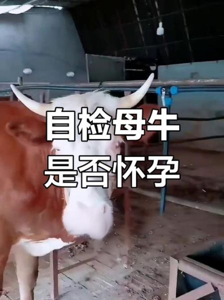 孕妇梦到牛是什么意思_孕妇梦见牛生男生女