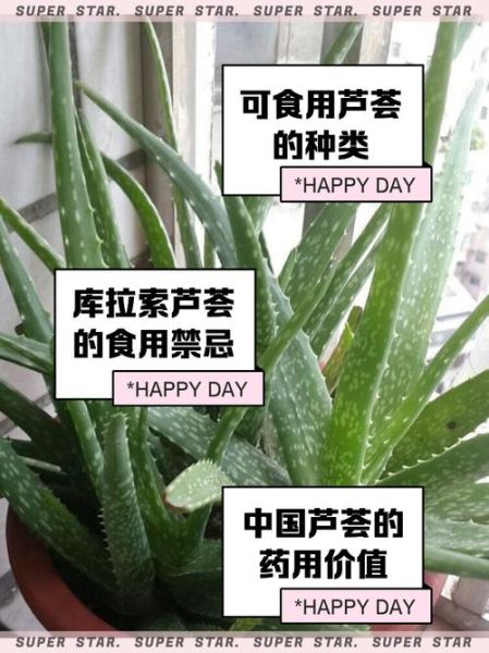 芦荟图片大全_芦荟品种识别方法