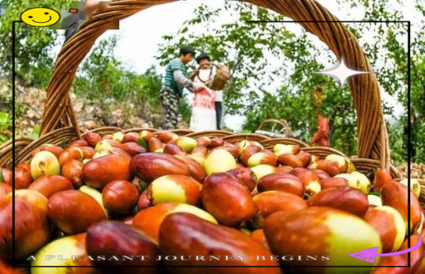 梦到摘枣吃是什么意思_孕妇梦见摘枣吃预示什么