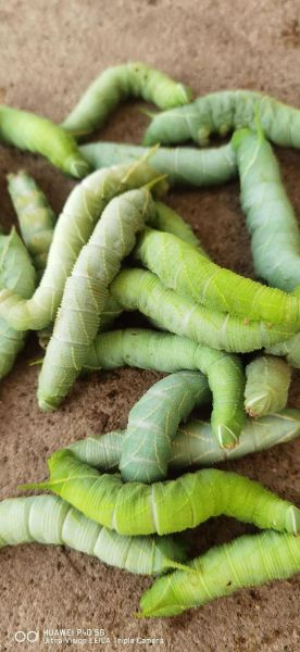 黄豆虫长什么样_黄豆虫图片大全哪里找