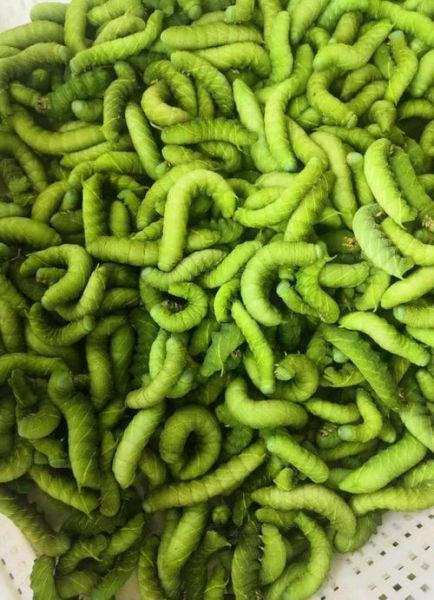 黄豆虫长什么样_黄豆虫图片大全哪里找