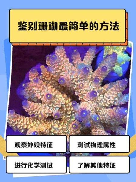 珊瑚的种类有哪些_如何辨别真假珊瑚