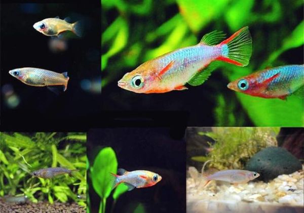 梦到好多的鱼是什么意思_梦见鱼群代表什么