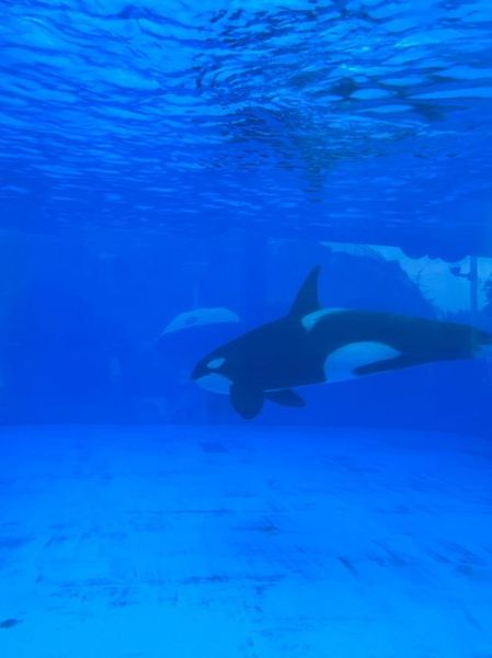 梦到虎鲸是什么意思_梦到虎鲸预示什么