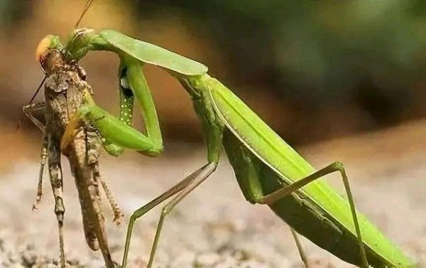 刀螂图片大全_刀螂高清图哪里找