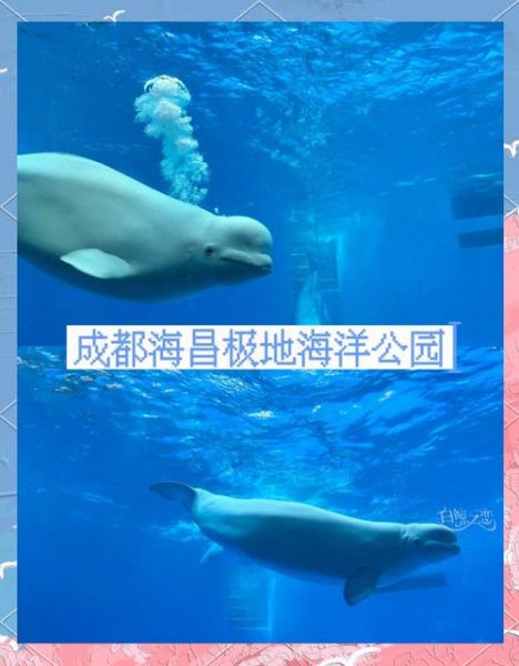 梦到在海里游泳是什么意思_如何解读海洋梦境