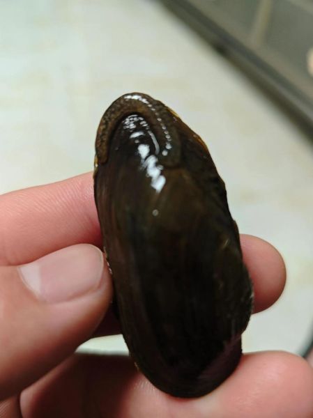 梦到河蚌是什么意思_梦见河蚌预示什么