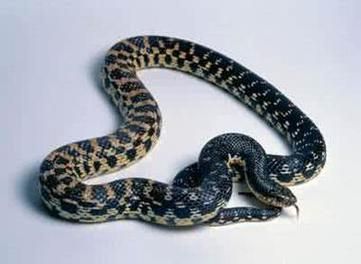 孕妇梦见花蛇是生男生女_孕妇梦到花蛇是什么意思