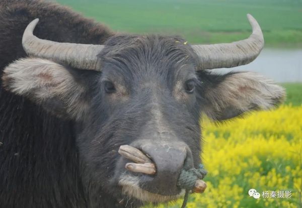 牛图片大全_高清牛图哪里找