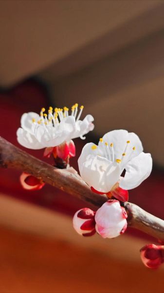 杏花图片大全_杏花什么时候开最美