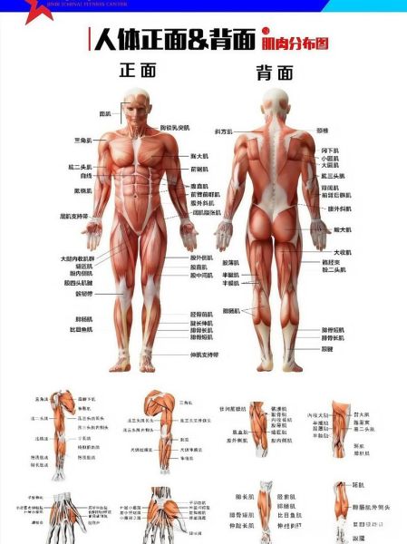 医学图片大全_如何快速找到高清解剖图
