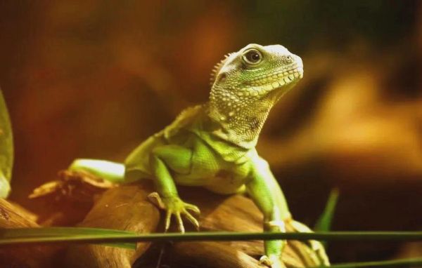 梦到蜥蜴是什么意思_蜥蜴梦境解析