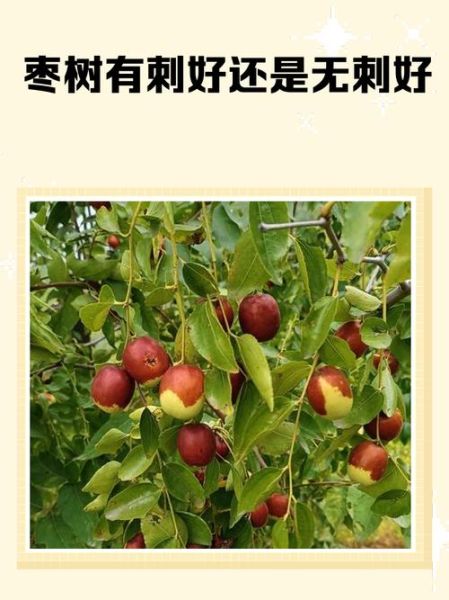 梦到枣树是什么意思_梦见枣树结果好不好